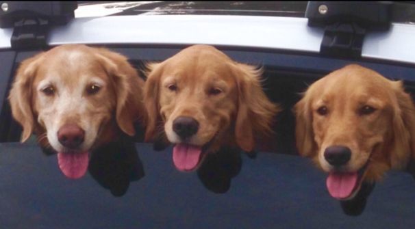 Pic of the Litter: Pam, Babs and Juliet